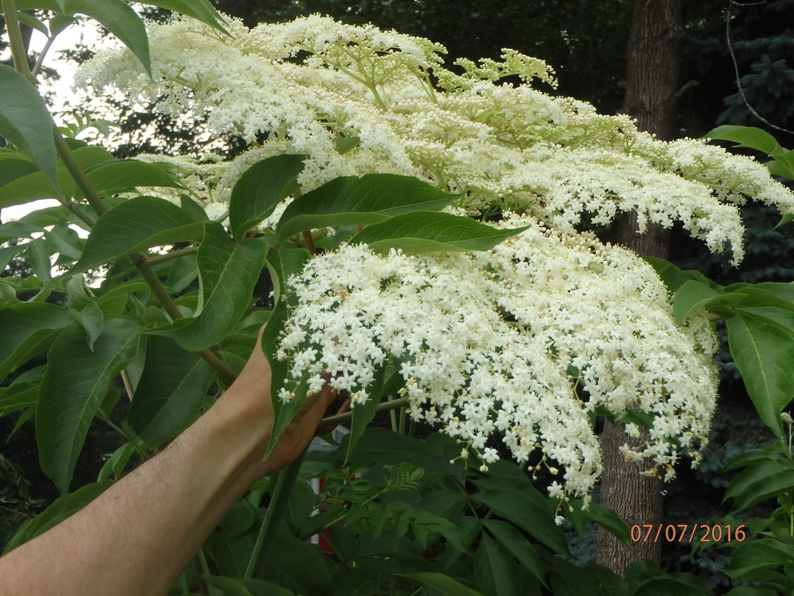 One live rooted plant of Elderberry, Sambucus nigra, shipped bare root.