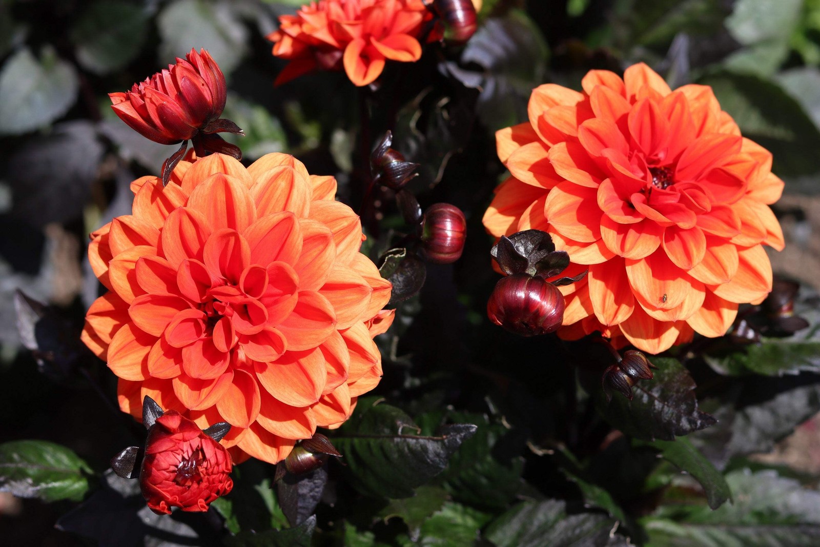20 Dwarf Mixed Colors REDSKIN DAHLIA Variabilis Red Skin Bicolor Flower Seeds