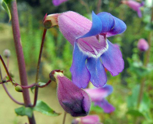 Penstemon spectabilis | Beard Tongue | Pride of the Mountain | 50 Seeds