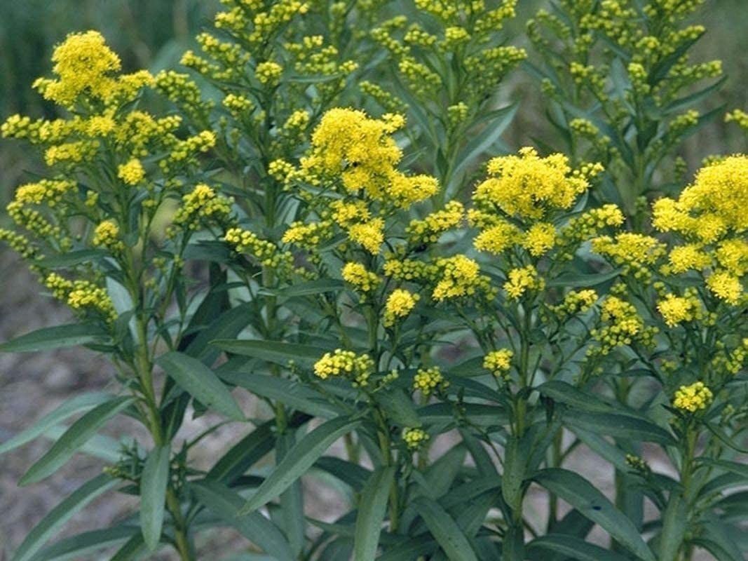 Stiff Goldenrod Seeds (((25 Seed Packet))) (More Heirloom, Organic, Non GMO, Veg