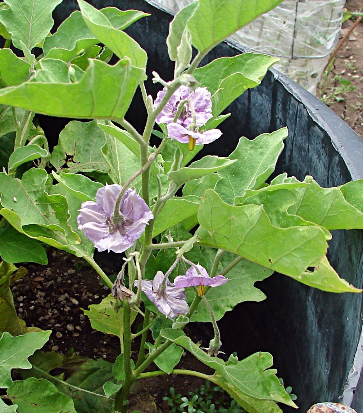 Long Purple Eggplant Seeds Box Garden Seeds LLC Heirloom Easy Grow