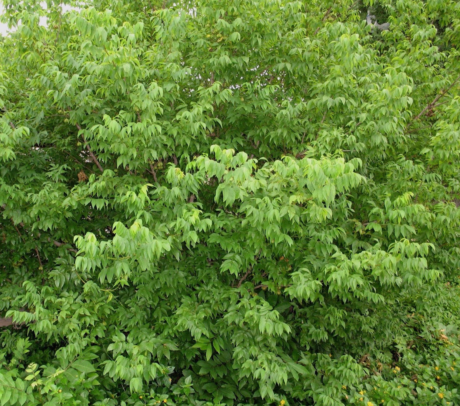 UNGNADIA SPECIOSA, MEXICAN BUCKEYE, FABULOUS NATIVE TREE/SCREENING SHRUB, 15 SDS