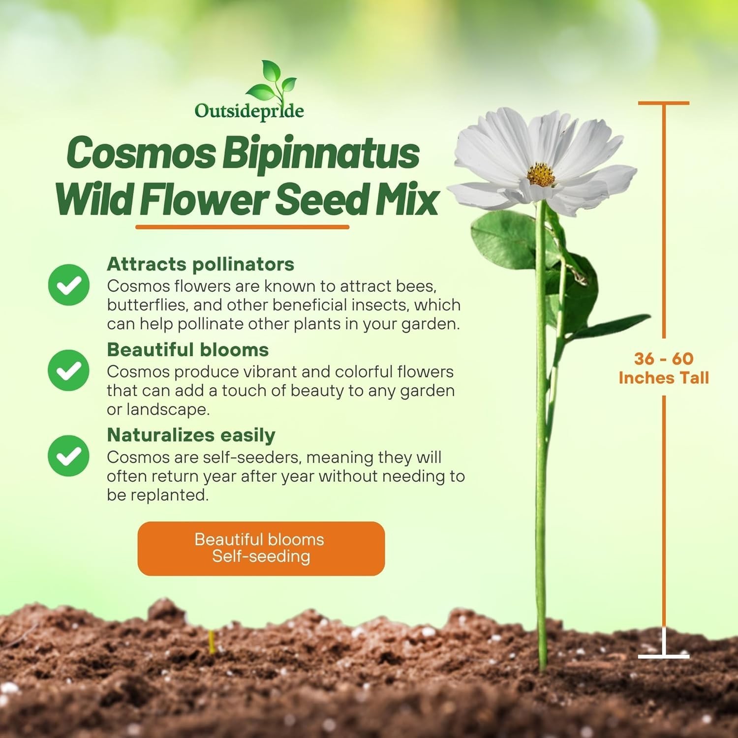 1 lb. Cosmos Bipinnatus Seeds – Low-Maintenance, Pollinator-Friendly Flowers