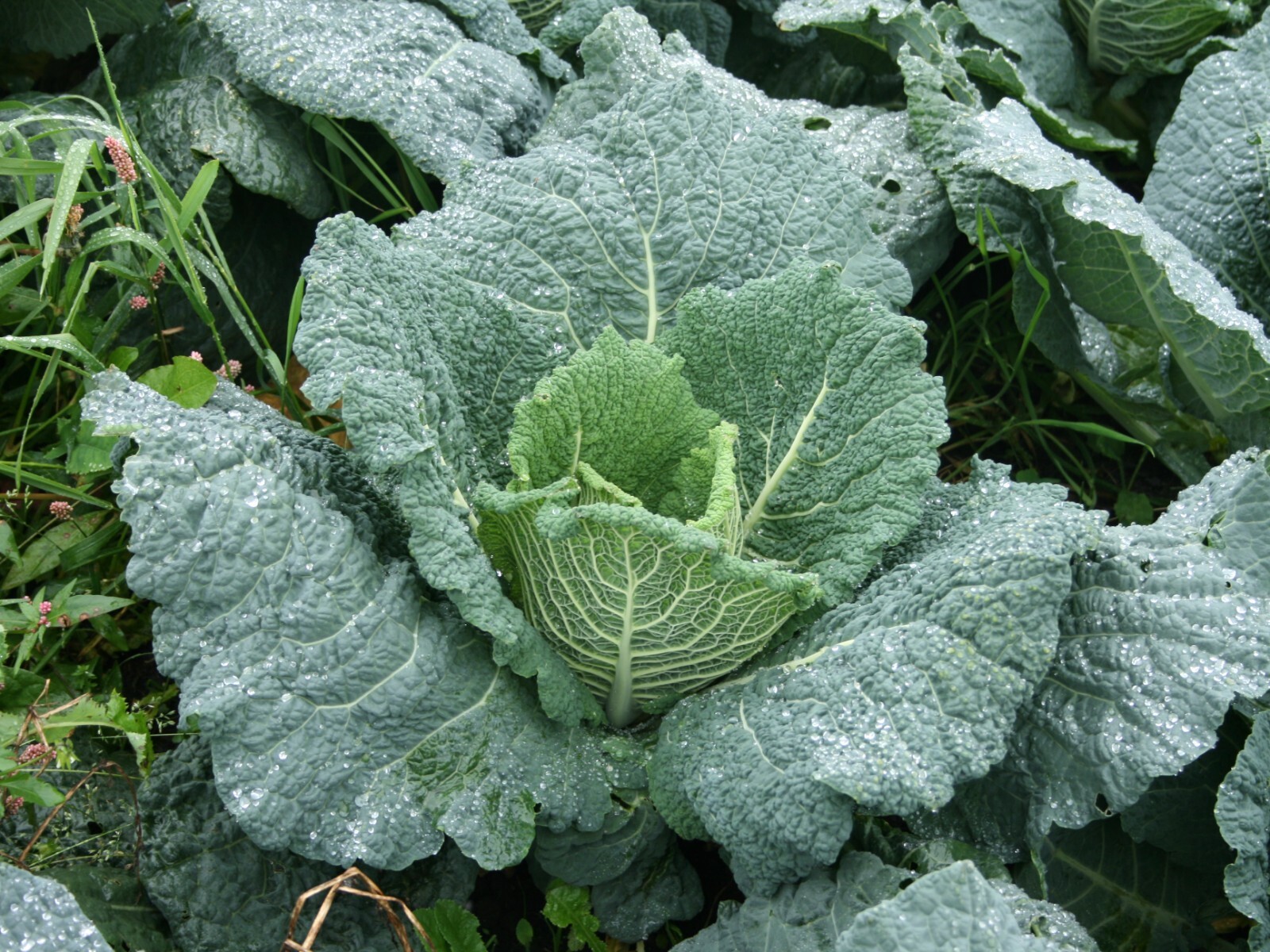 500 Savoy Cabbage Seeds – Heirloom Non-GMO Cabbage Seeds