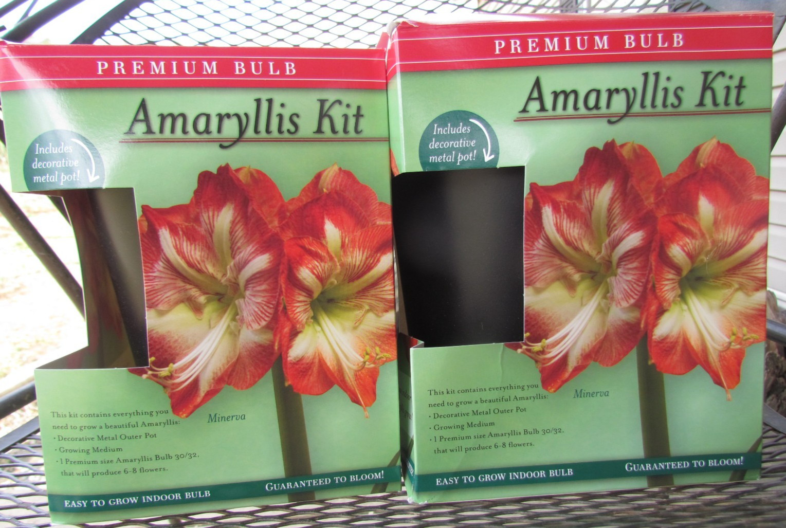 Minerva & Red Lion Amaryllis Premium Bulb Growing Kits Bulb/Soil/Black Metal Pot