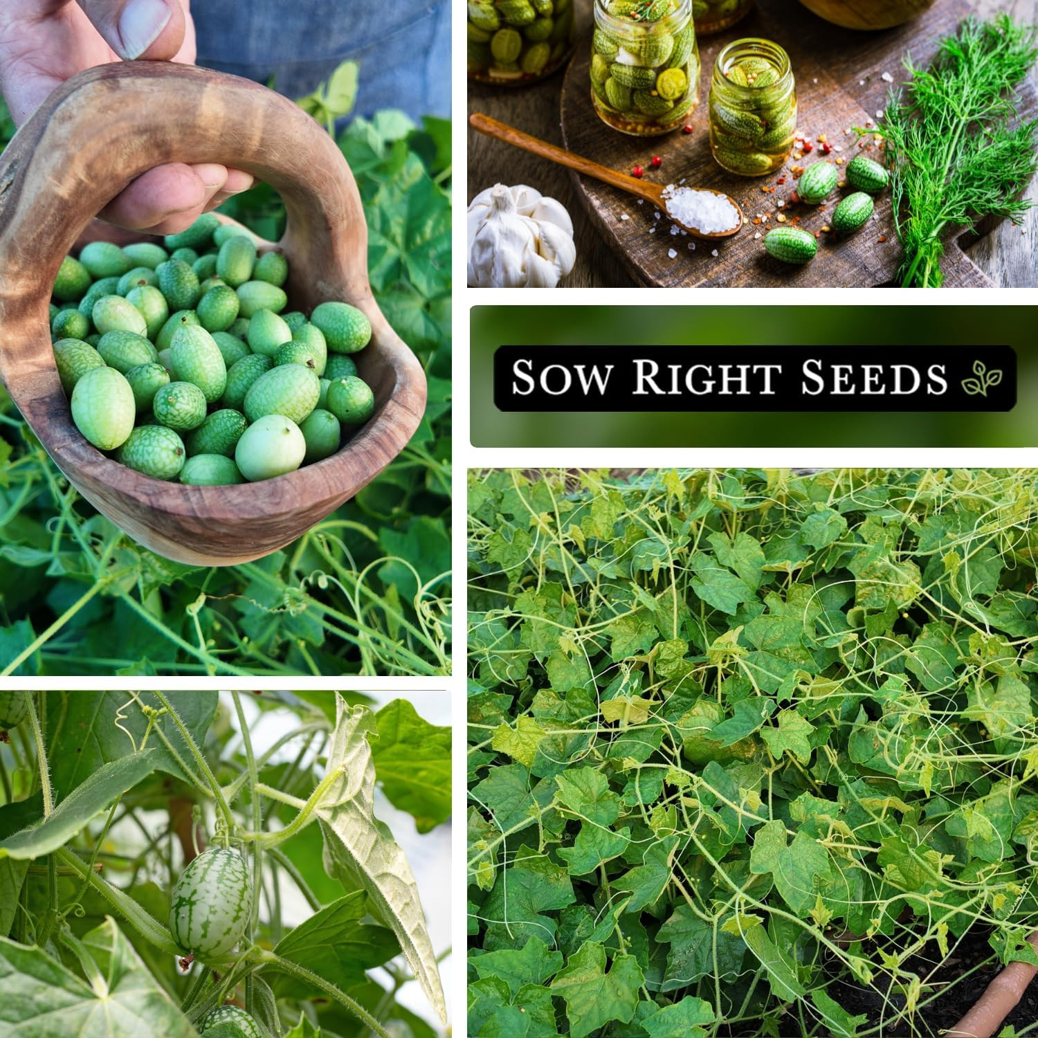 Sow Right Seeds – Cucamelon Seeds for Planting – Non-Gmo Heirloom Packet with In