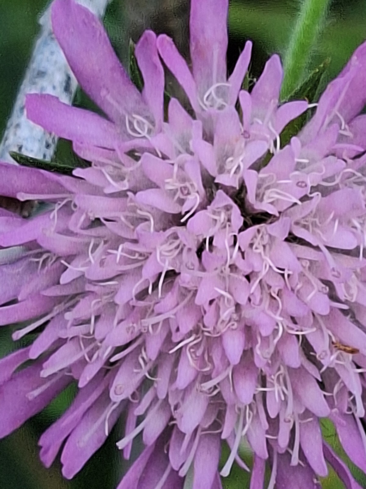 KNAUTIA, MIXED COLORS 100 SEEDS, RED, PINK, LAVENDER, PERENNIAL *EZ TO GROW*