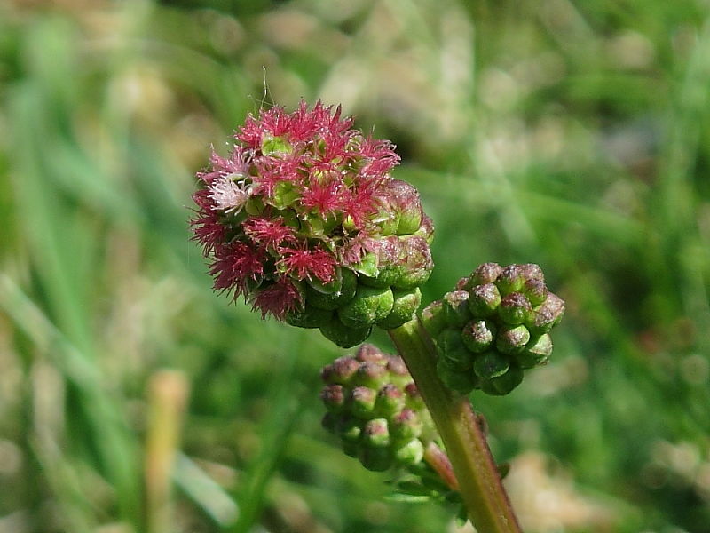 Salad Burnet Seeds 50+ SMALL Sanguisorba Minor Herb Flower Forage USA FREE S&H