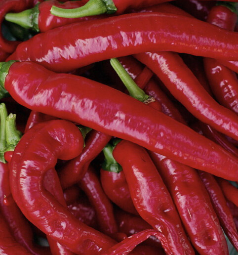 Cayenne Pepper Collection | Hot | Seeds