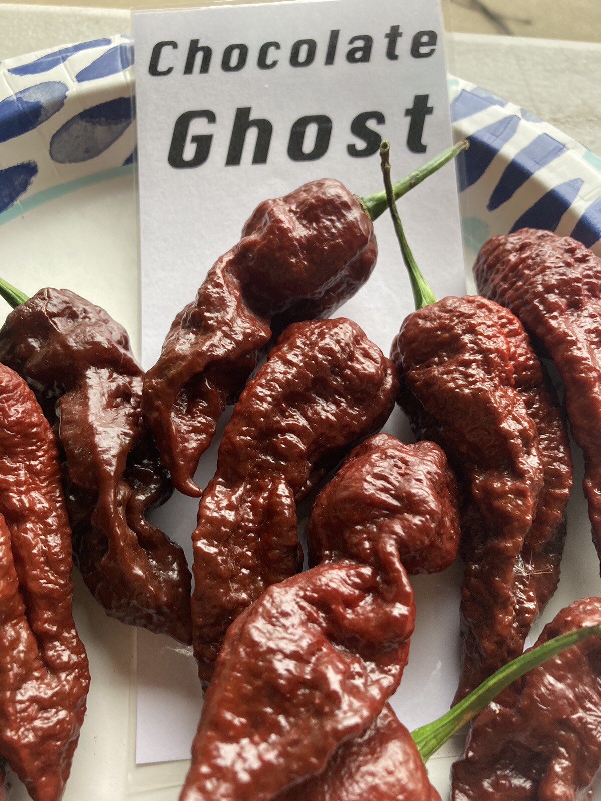 Chocolate Ghost Pepper Seeds 15+ Per Pack