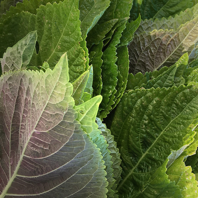 Korean Perilla Seeds |깻잎KKaennip Gaennip Sesame Shiso Mint Basil Asian Seed 2024