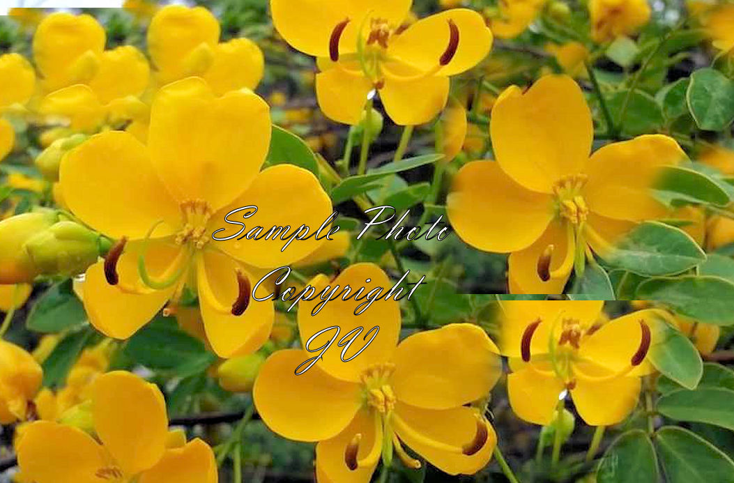 Seeds Cassia angustifolia Senna Alexandrina Tropical Ornamental Multi Use Plant