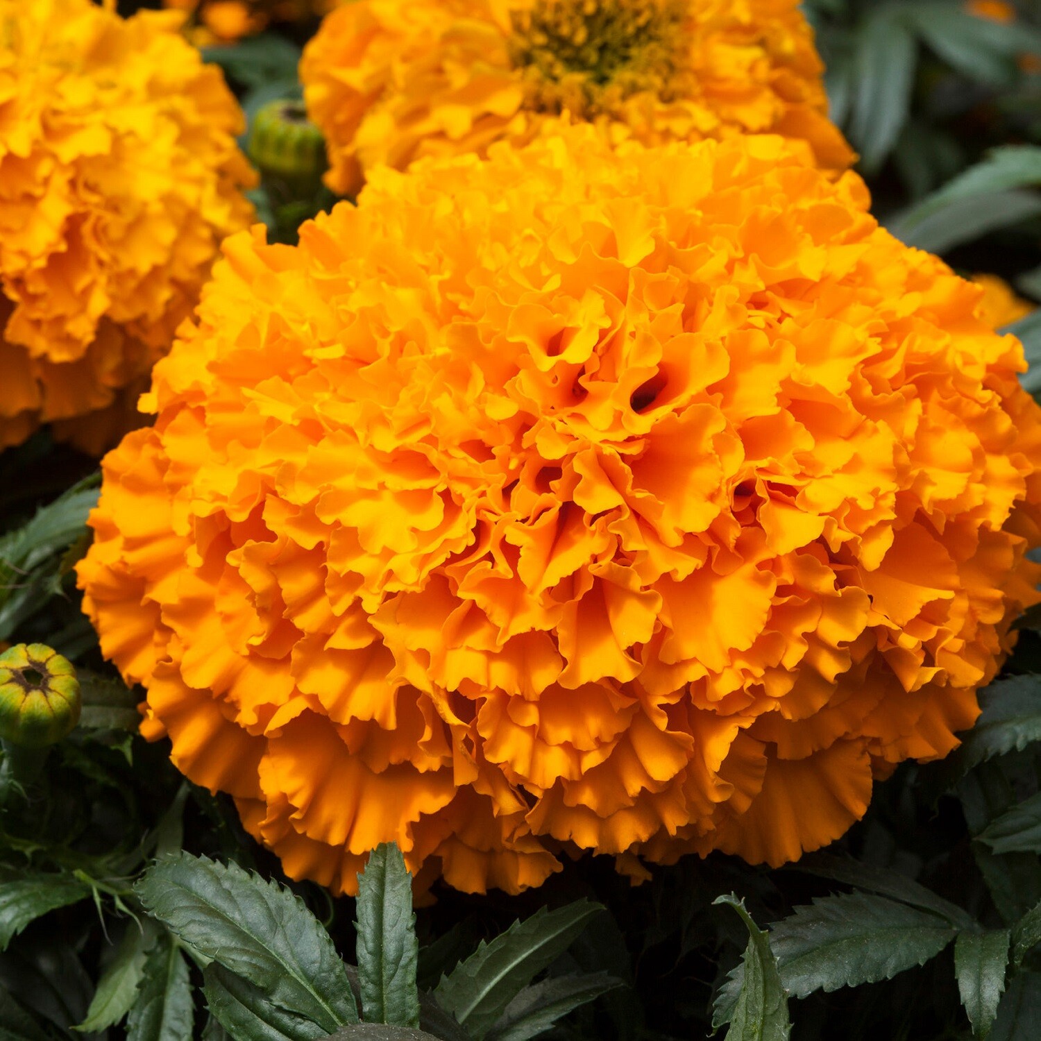 Marigold Seeds 25 Seeds Marigold Big Top Orange African Marigold Seeds F1