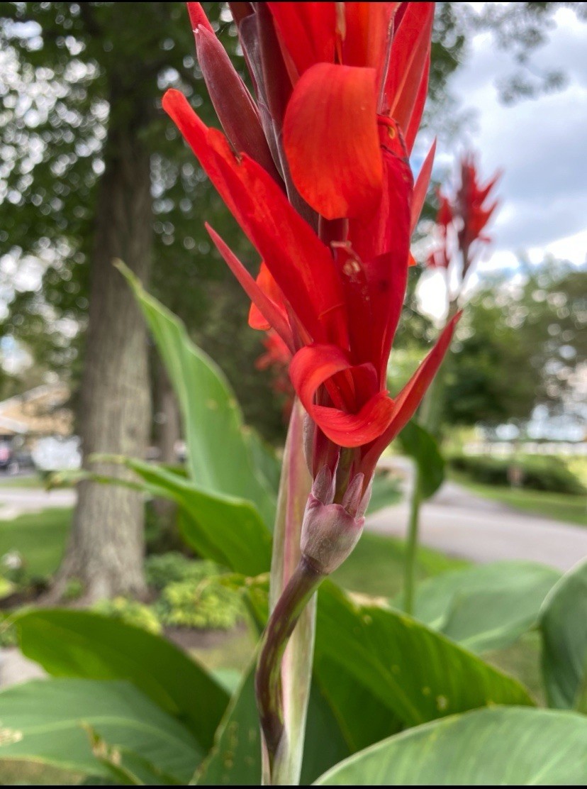 3 lb GIANT RED KING CANNA 7-8 Ft~Burgundy Leaves Great Deal!