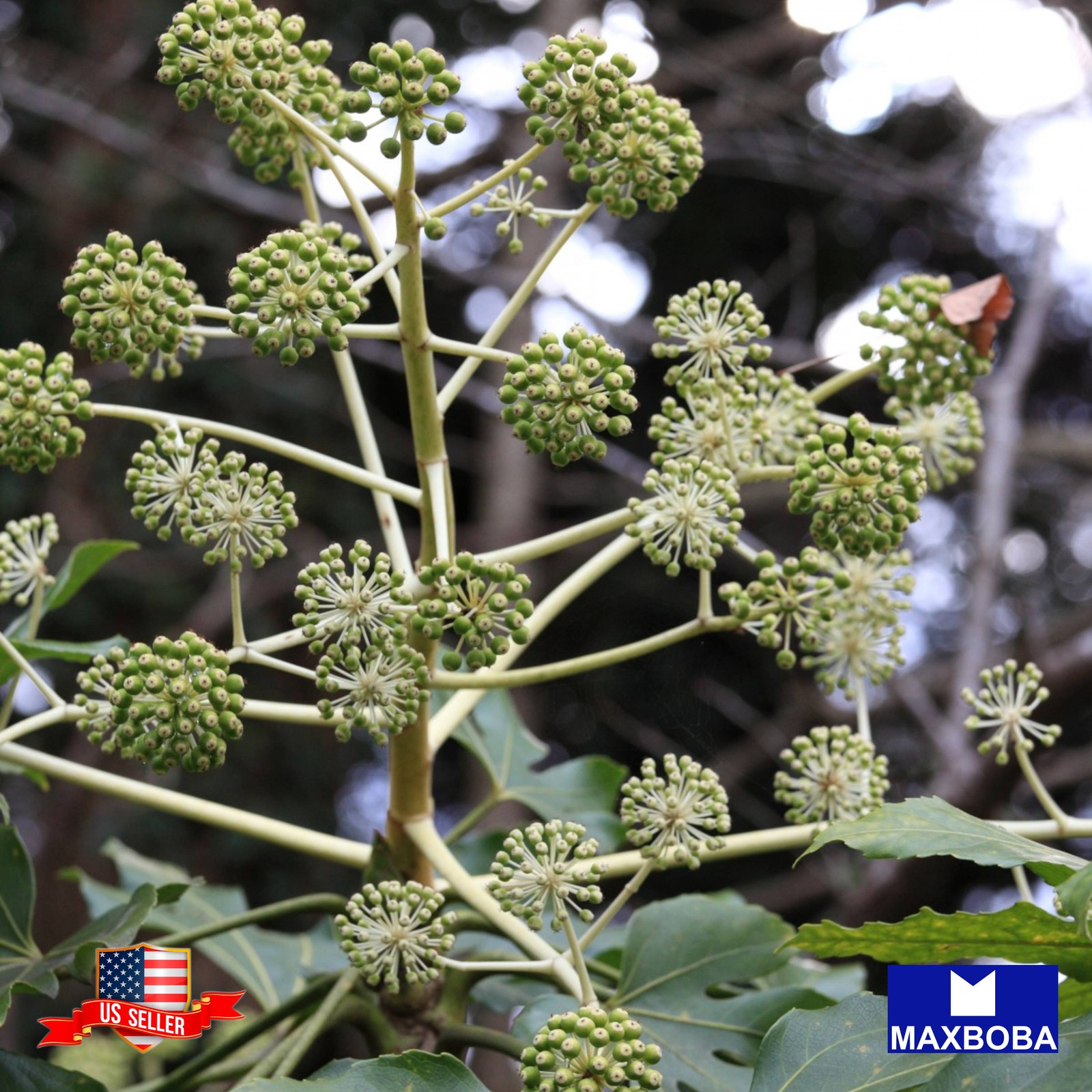 200 Angelica Herb Seeds Non-GMO Heirloom BOGO 50%OFF