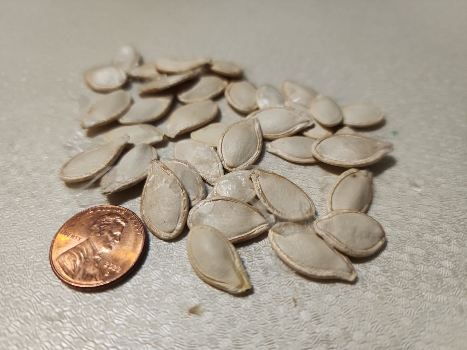 Sugar Pie Pumpkin Seeds Non-GMO Heirloom easy to grow pumpkin plant (24 Seeds)