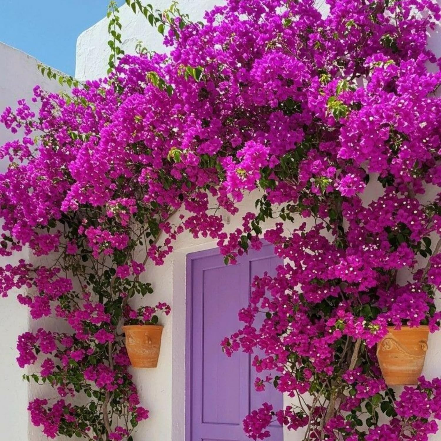 100+ Mix Color Bougainvillea Seeds for Planting Perennial Ornamental Low Mainten