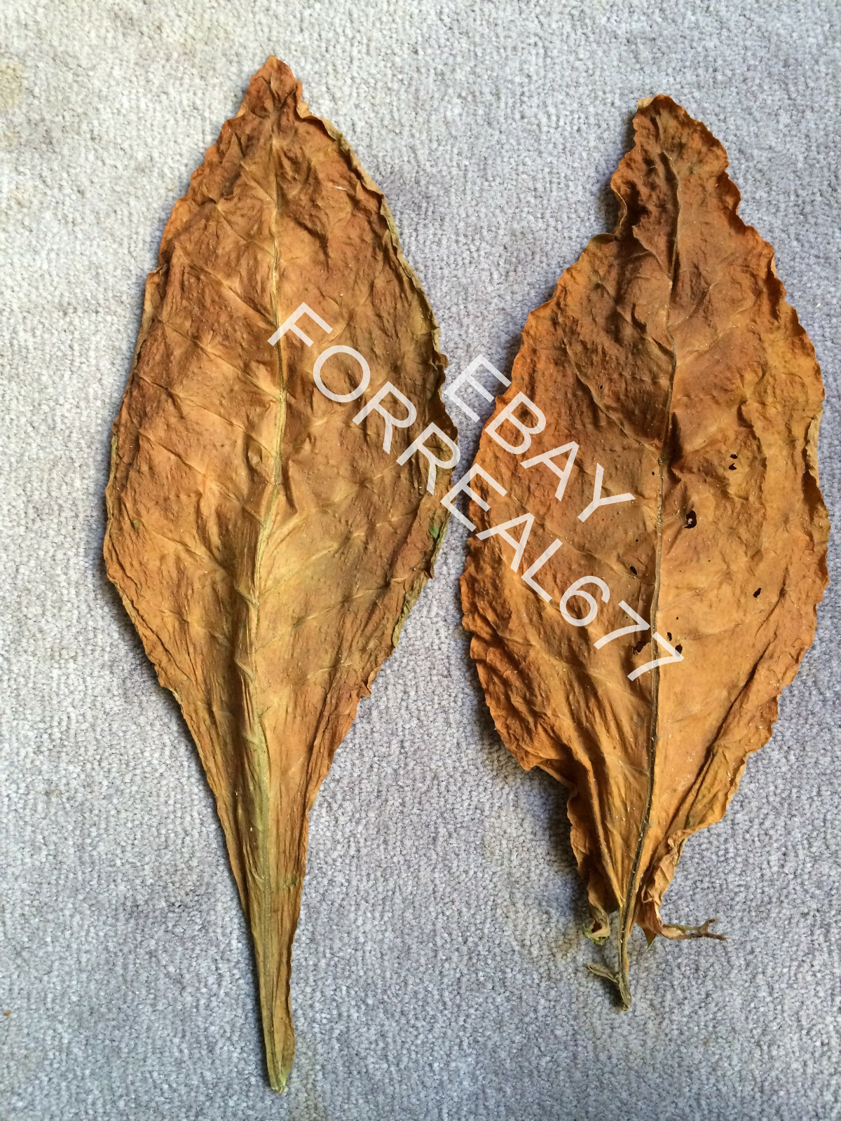 Kentucky Brown Burley Tobacco Seeds 0.1 gram 1000+ Instructions Incl. 2024 Crop