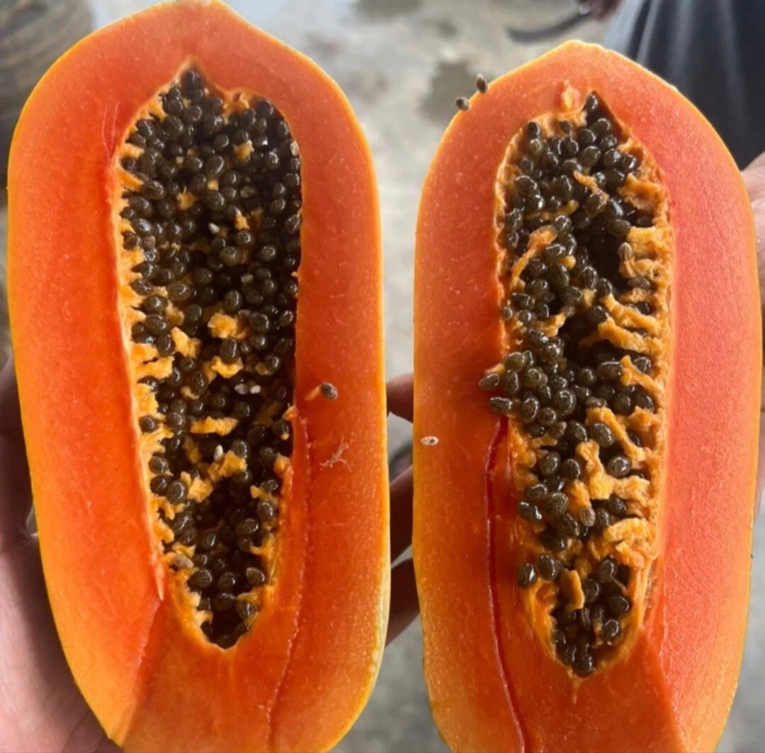 55 Calina True Dwarf Papaya FRESH Seeds .9 months from seeds. Tracking#