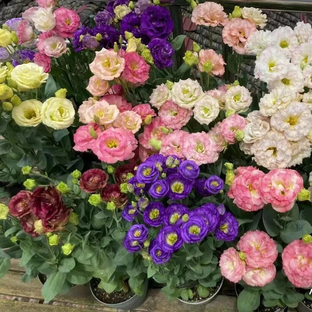 Lisianthus Seeds Pack of 1000+ Mixed Color Eustoma Grandiflorum Seeds Flower …