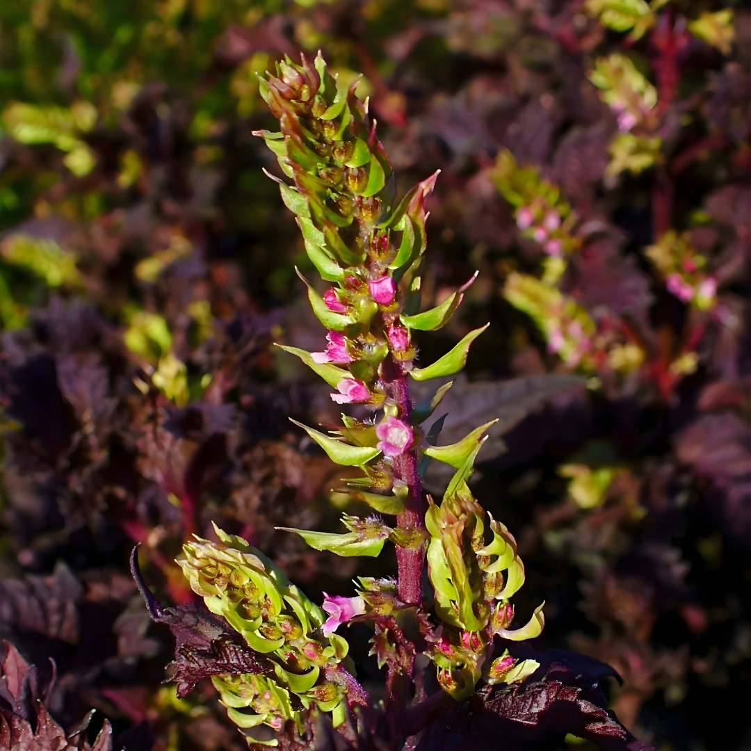 Fresh Purple Shiso Seeds | Zi Su | Kkaennip | Culinary | Herb | Asian Vegetable