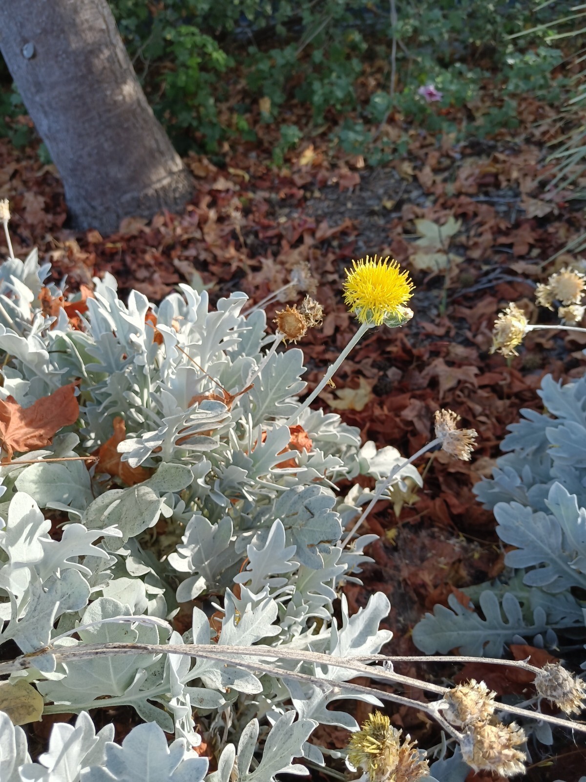 DUSTY MILLER SEEDS, 30 Seeds, Centaurea ragusina, Silver Foliage