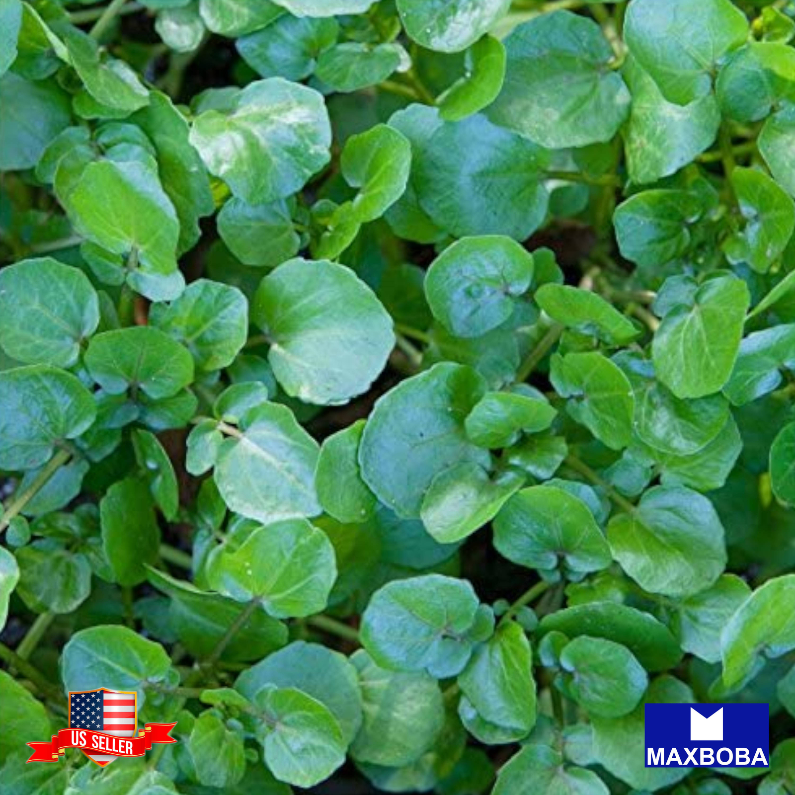 Cress Seeds Watercress Non-GMO / Heirloom / Herb Garden Fresh