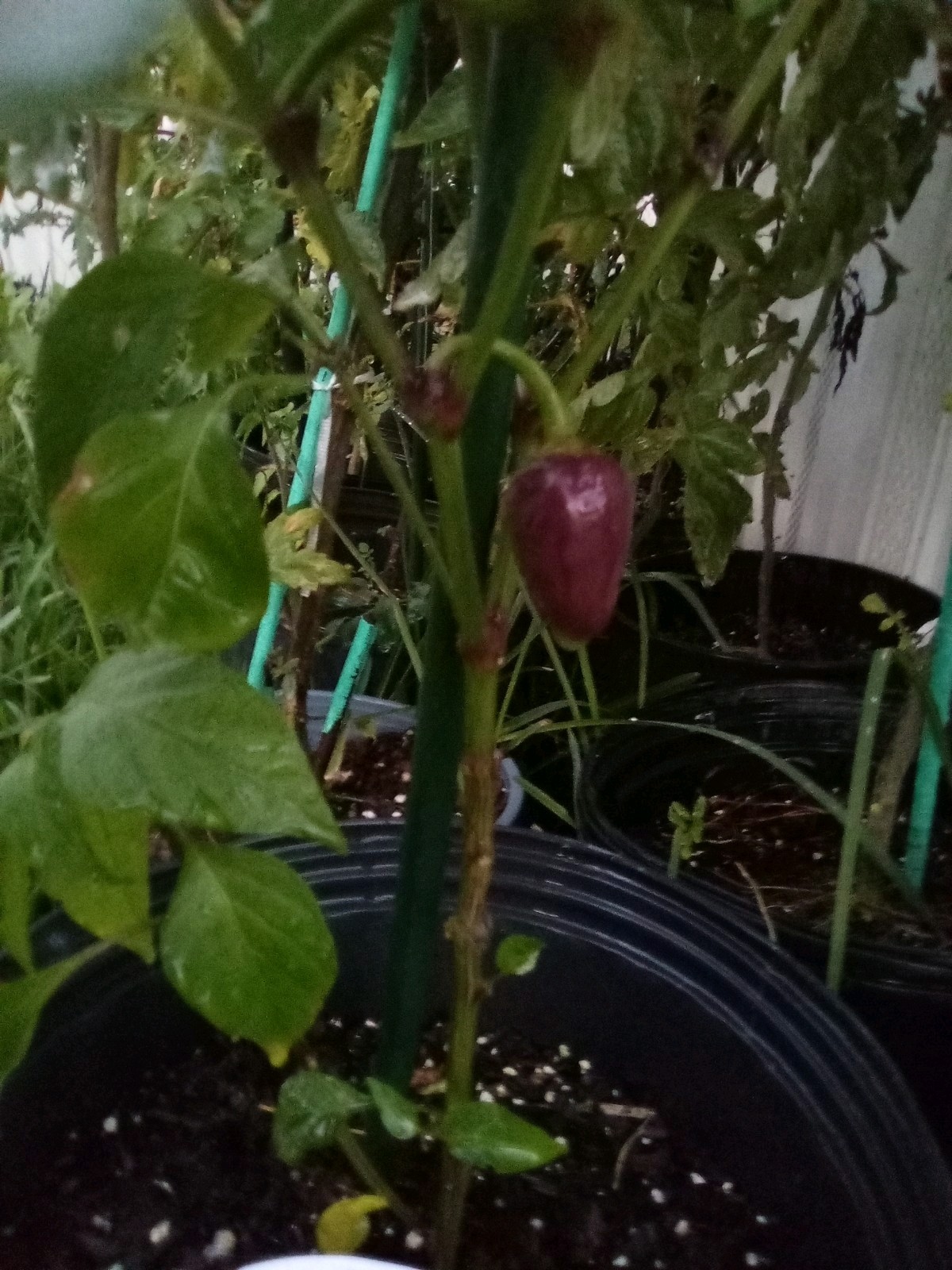Purple Side Kick Pepper Seeds (Sweet&Spicy)