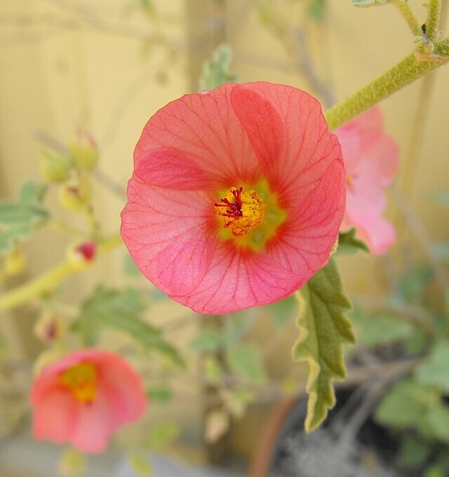 Sphaeralcea polychroma | Desert Globemallow | 5 Seeds