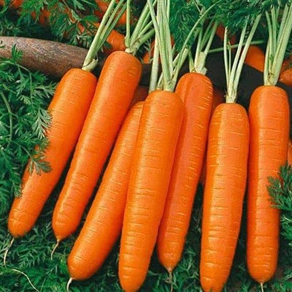 16,000 Scarlet Nantes Carrot Seeds for Planting Heirloom NonGMO 28+ Grams Gar…