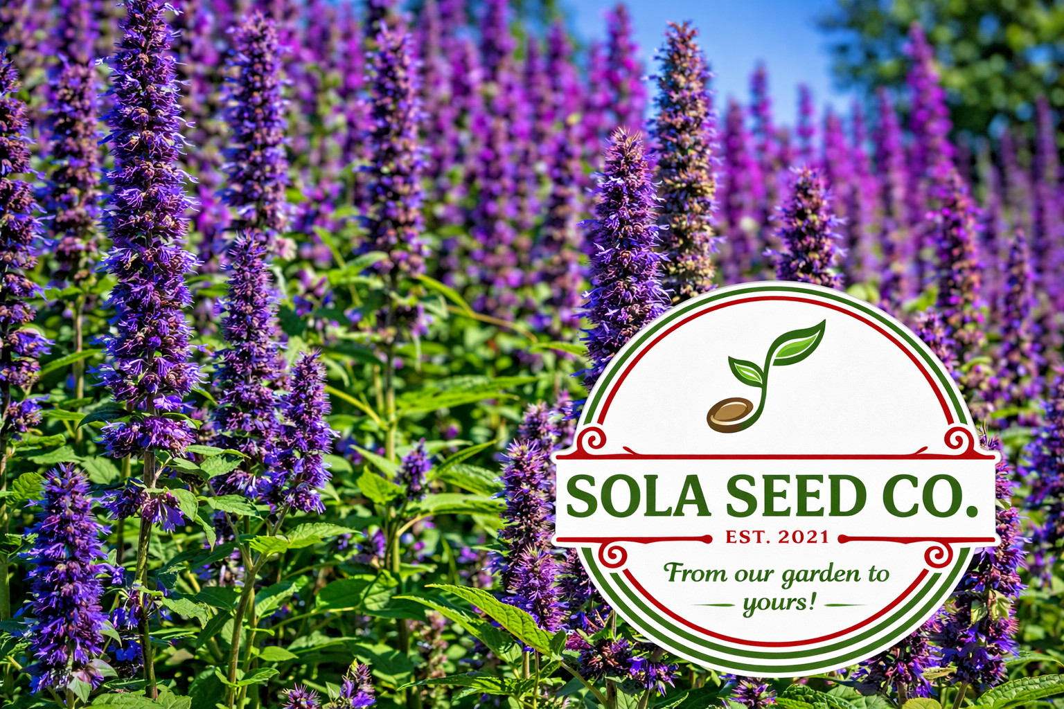 1000 Korean Mint seeds-Purple Hyssop Seeds Pollinator Magnet Agastache USA