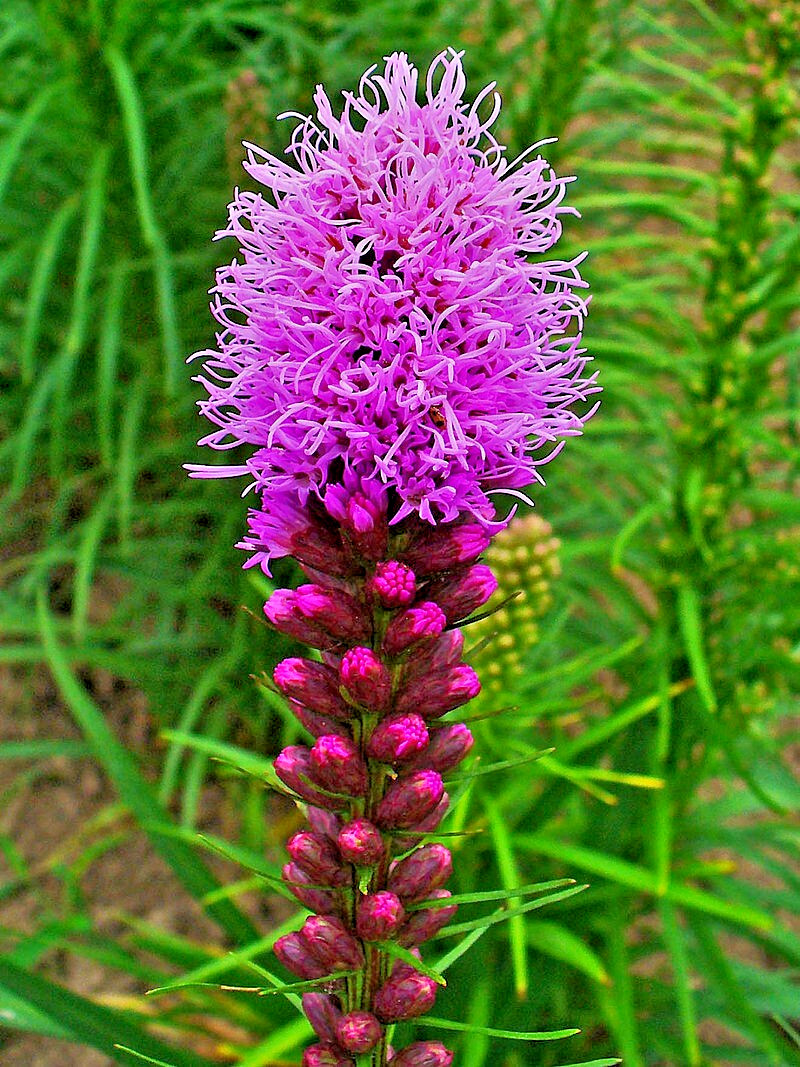 LIATRIS SPIKATA 100 SEEDS MOSTLY PURPLE A FEW WHITE, BLAZING STAR, GAYFEATHER