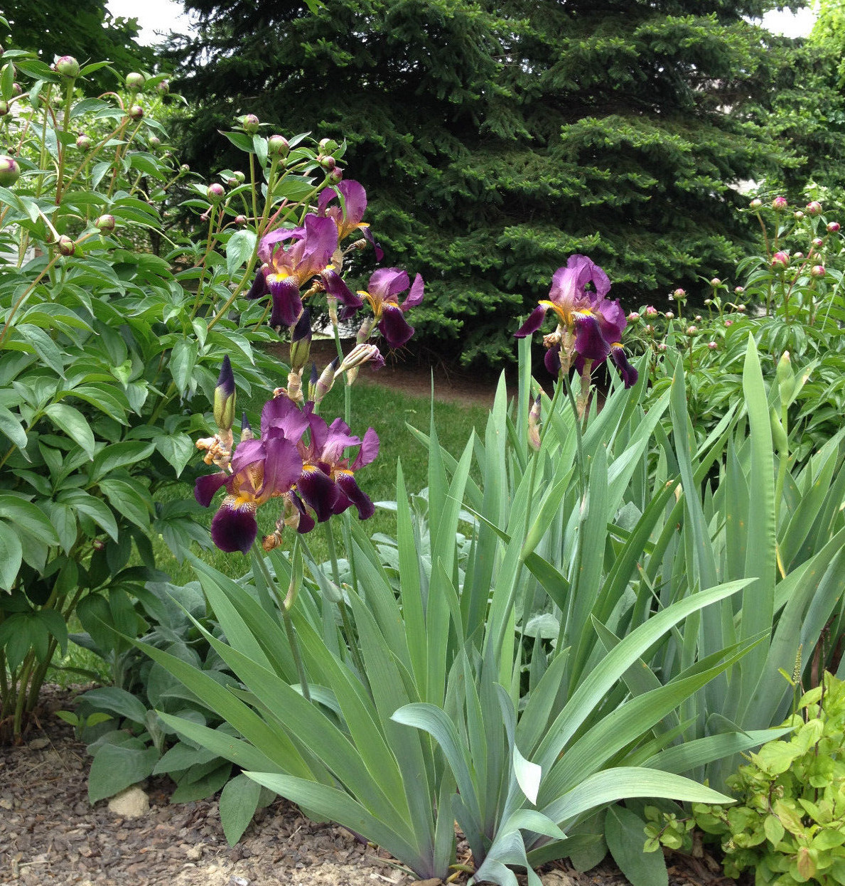 Purple Iris Mme Henri Cayeux Historic Tall Bearded (TB) 1 Rhizome shipsApril2024