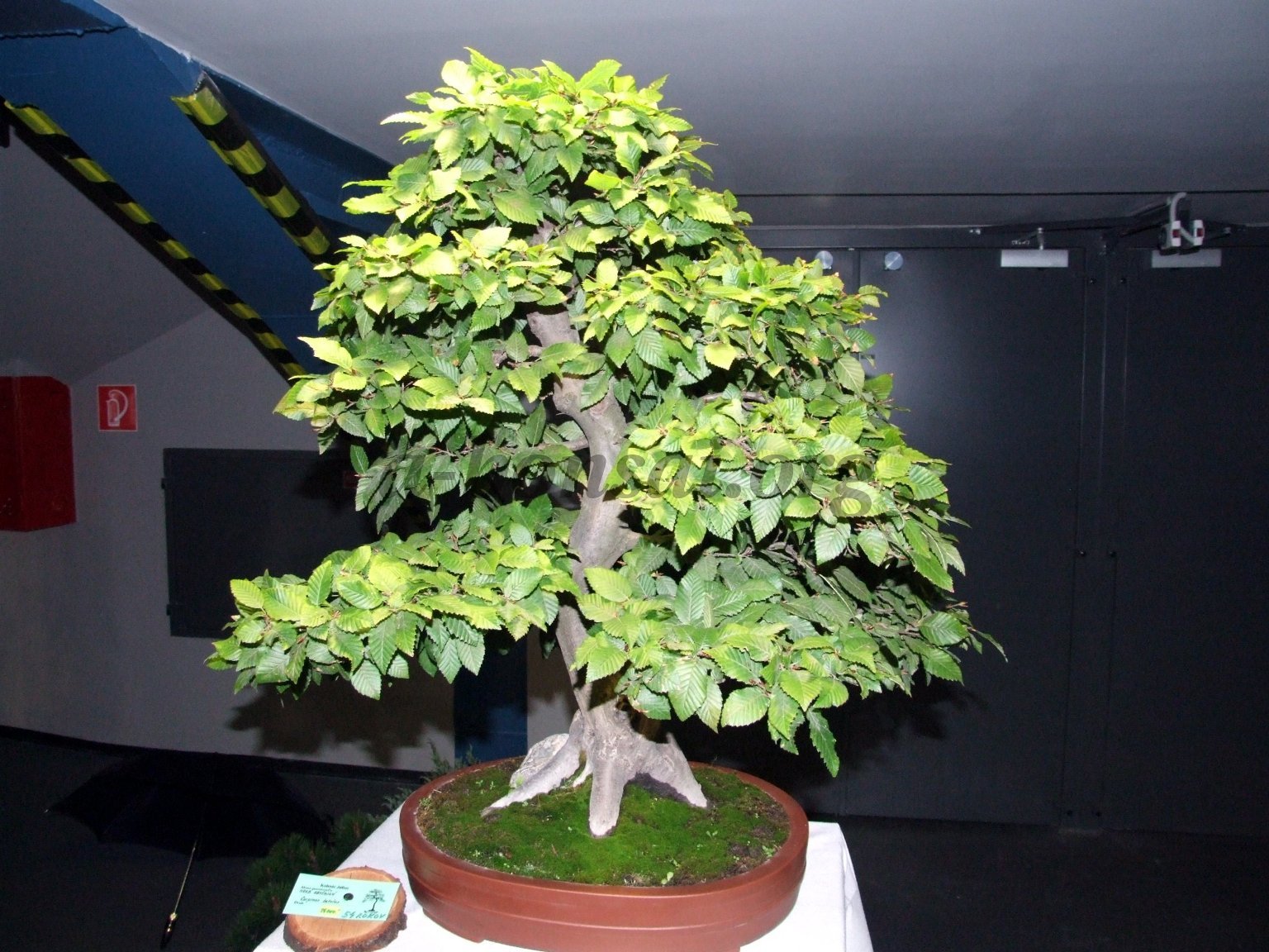 European Hornbeam, Carpinus betulus, Tree Seeds (Fall Color, Bonsai, Topiary)