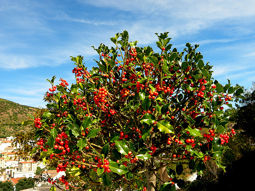 English Holly, Ilex aquifolium, Tree Seeds (Showy Evergreen, Hedge)