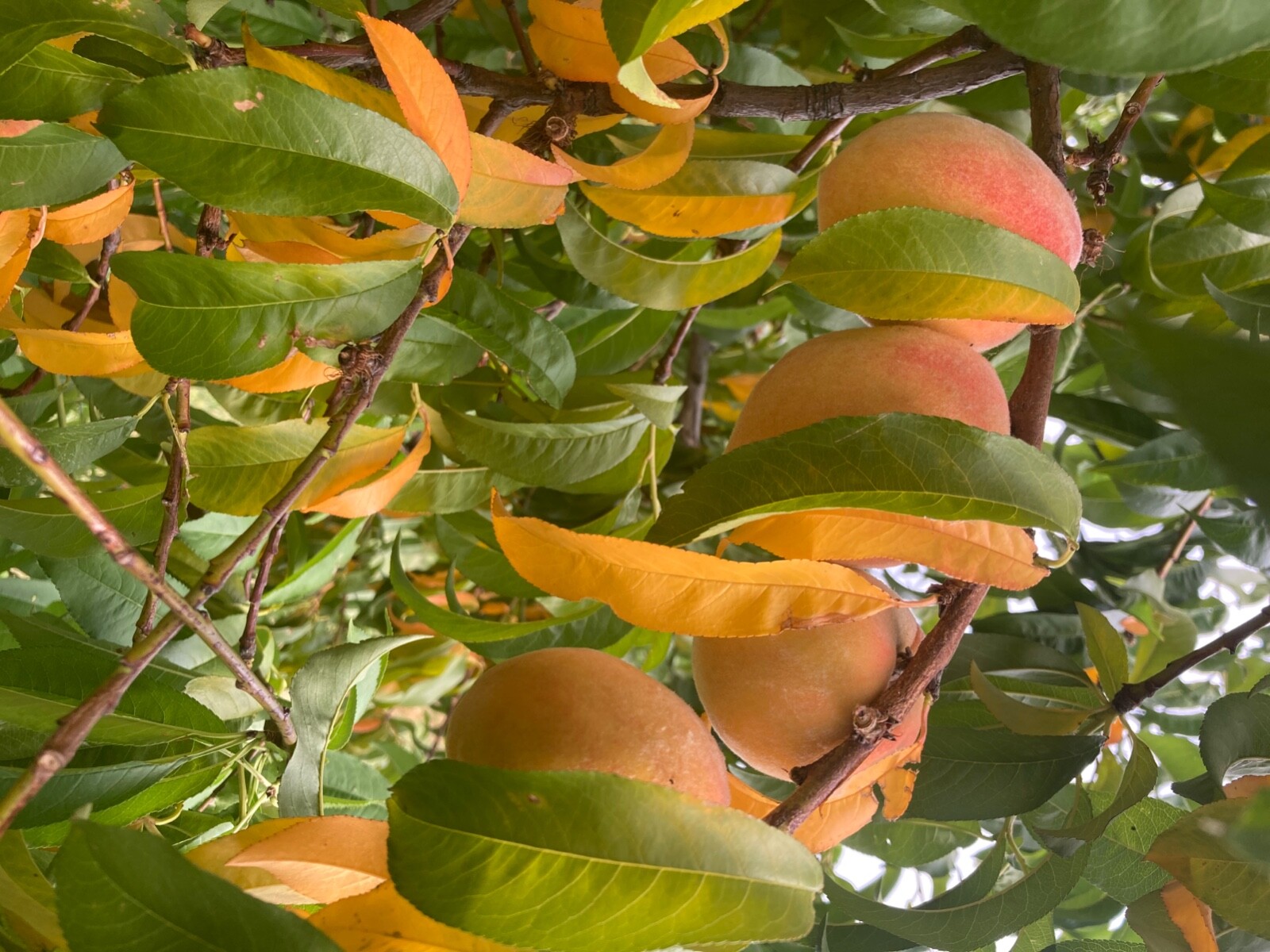 Yellow Peach Seeds (4) stones 