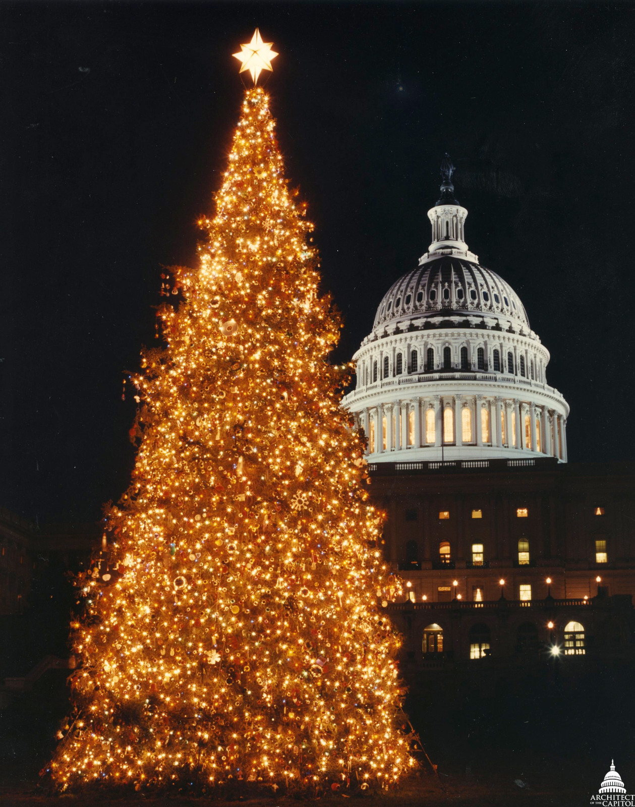 30 BALSAM FIR Tree Abies Balsamea Christmas Tree Silver Pine Canadian Fir Seeds