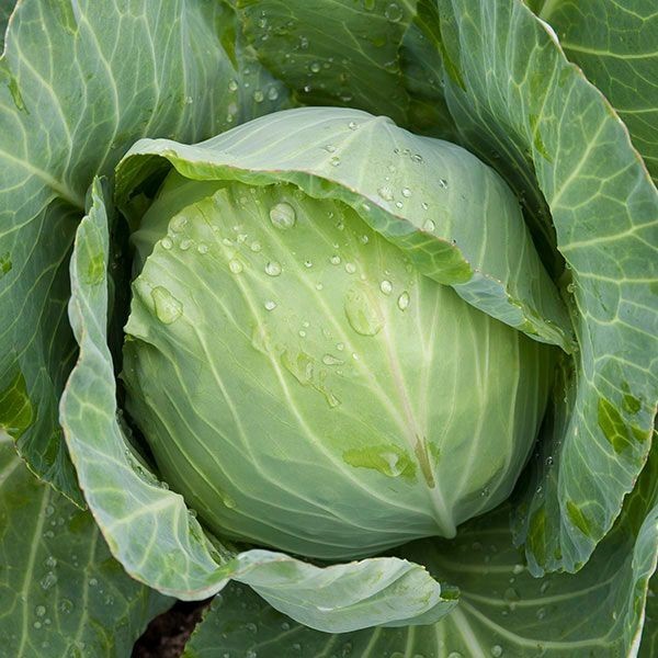 Golden Acre Cabbage Seeds 50 Seeds Fast‑Maturing Heirloom Compact Heads