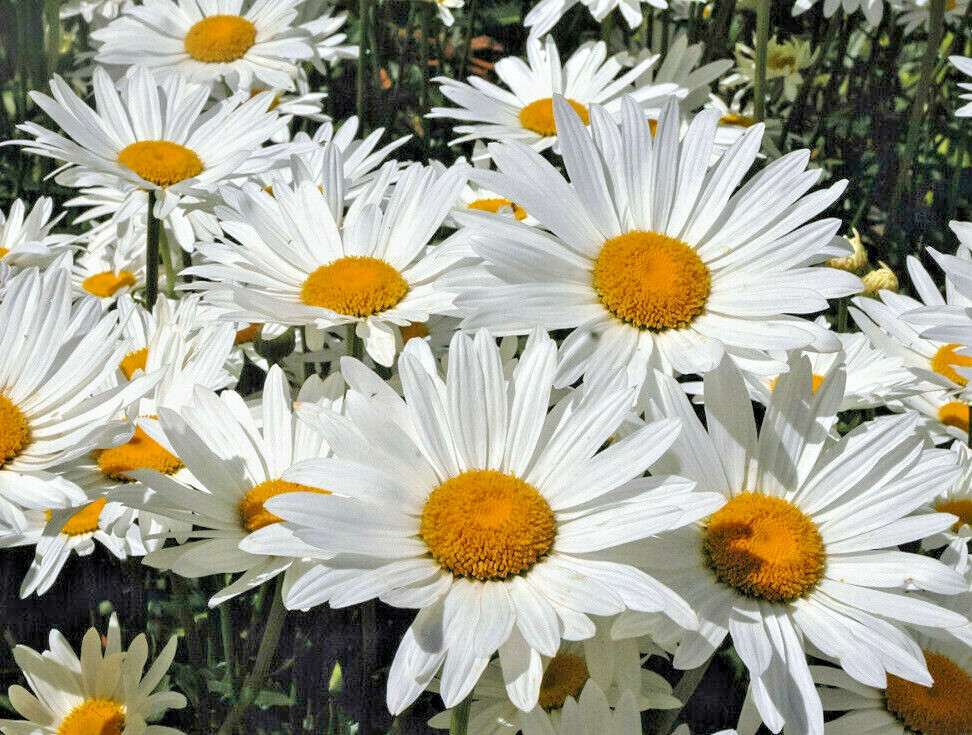 SHASTA DAISY 200 SEEDS, HARDY, 5″ WIDE, SNOW WHITE FLOWERS WITH A YELLOW CENTER