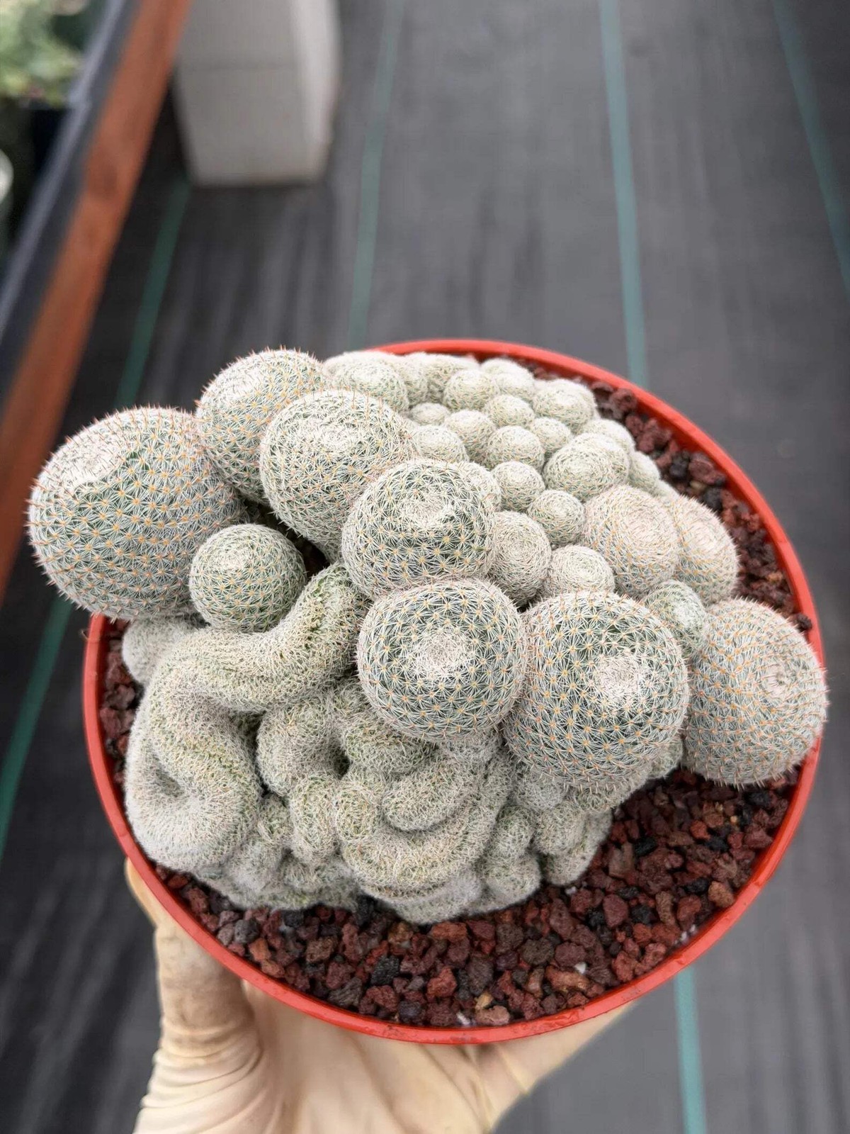 Mammillaria Perbella Monstrose Cluster & Crested Cactus #837 – Rare Collector Sp