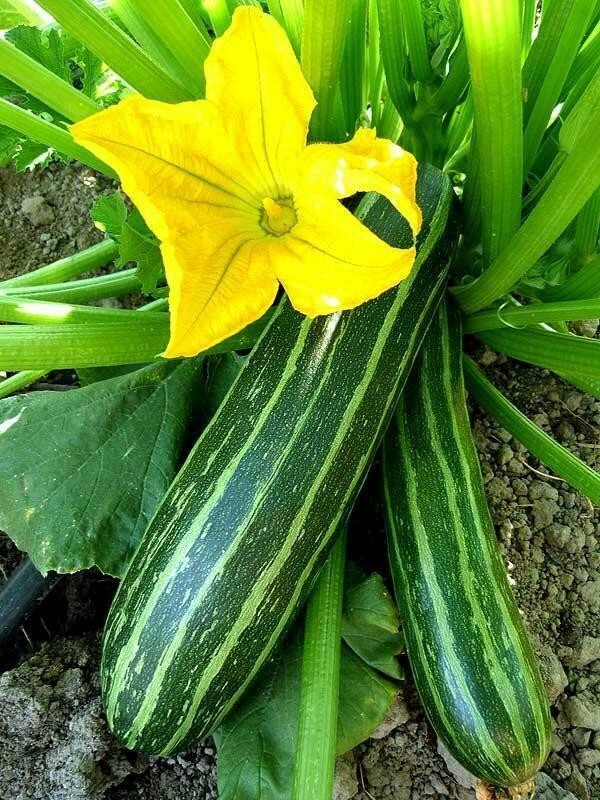 Summer Squash Seed: Cocozelle Summer Squash Seeds Choose Packet size