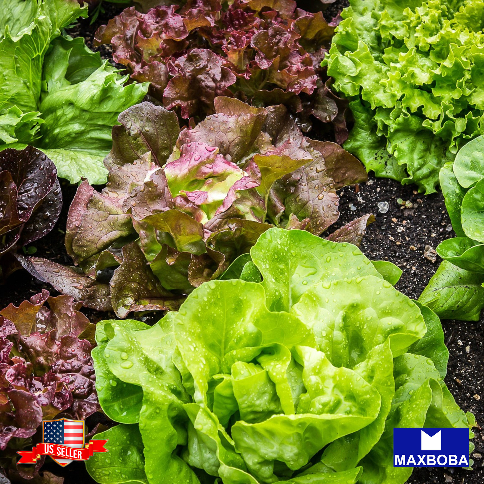 2100 Lettuce Seeds Mixed Greens Gourmet Mixture Non-GMO BOGO 50% OFF
