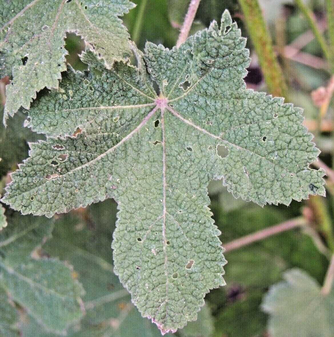 YELLOW HOLLYHOCK Seeds *FREE Shipping!* Alcea rugosa Hollyhock Flower Seeds