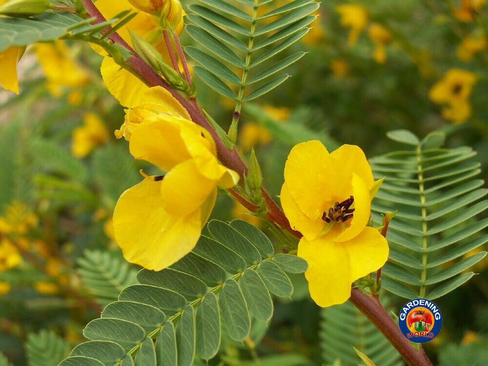Sensitive PARTRIDGE PEA Chamaecrista Flower Seeds (250 to 3500 SEEDS)