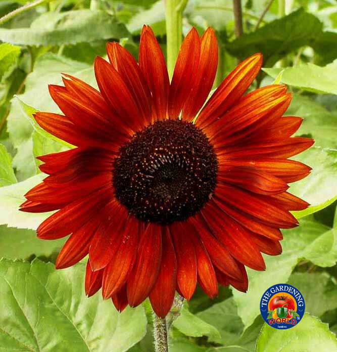 100 Sunflower ‘Velvet Queen’ Flower Seeds Helianthus annuus