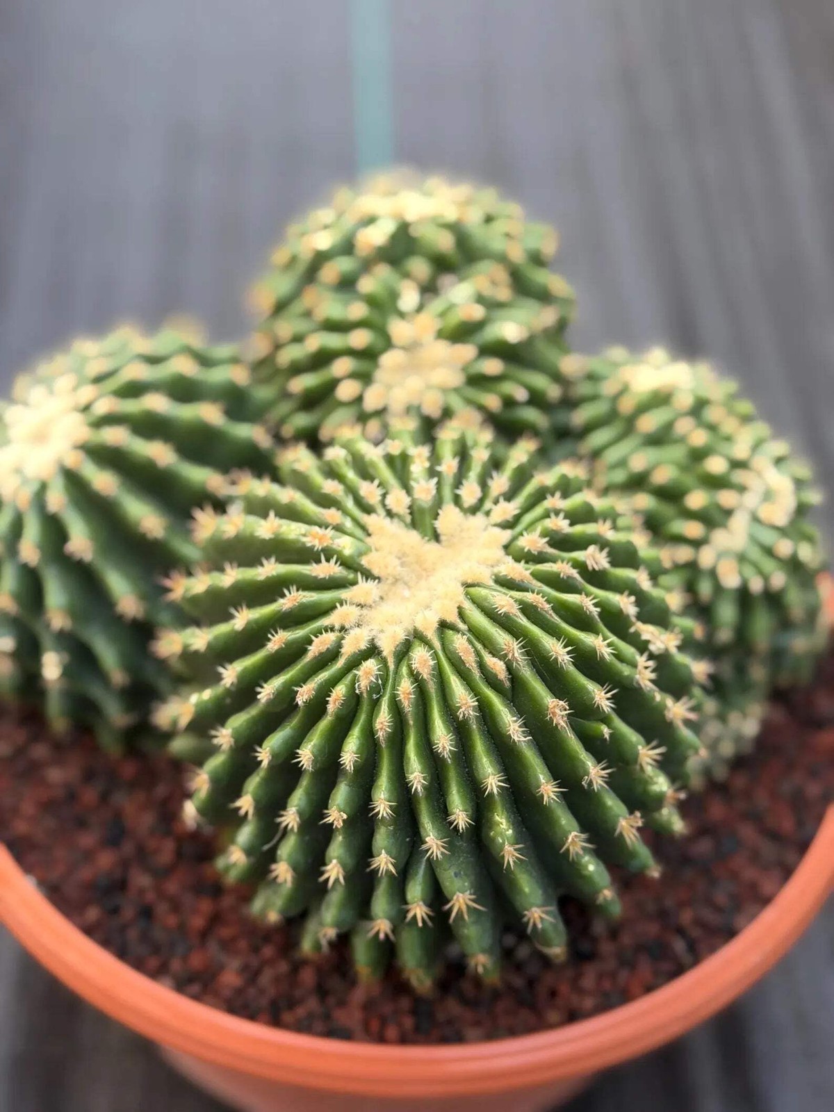 Crested Echinocactus Grusonii Inermis | Rare Short Spine Cluster Live Cactus