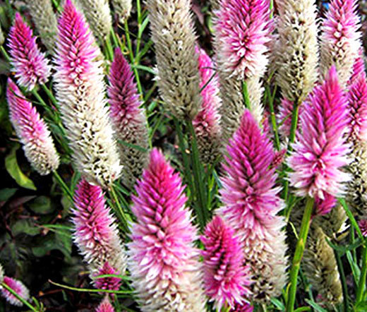 CELOSIA FLAMINGO Celosia Spicata – 250 Bulk Seeds