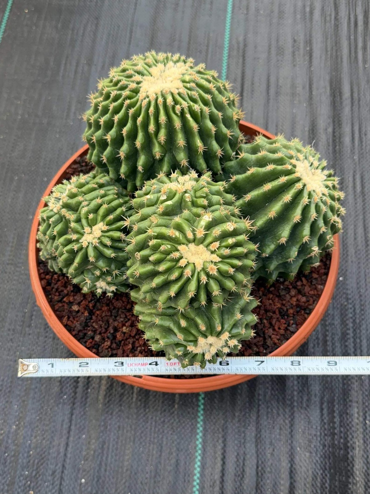 Crested Echinocactus Grusonii Inermis | Rare Short Spine Cluster Live Cactus