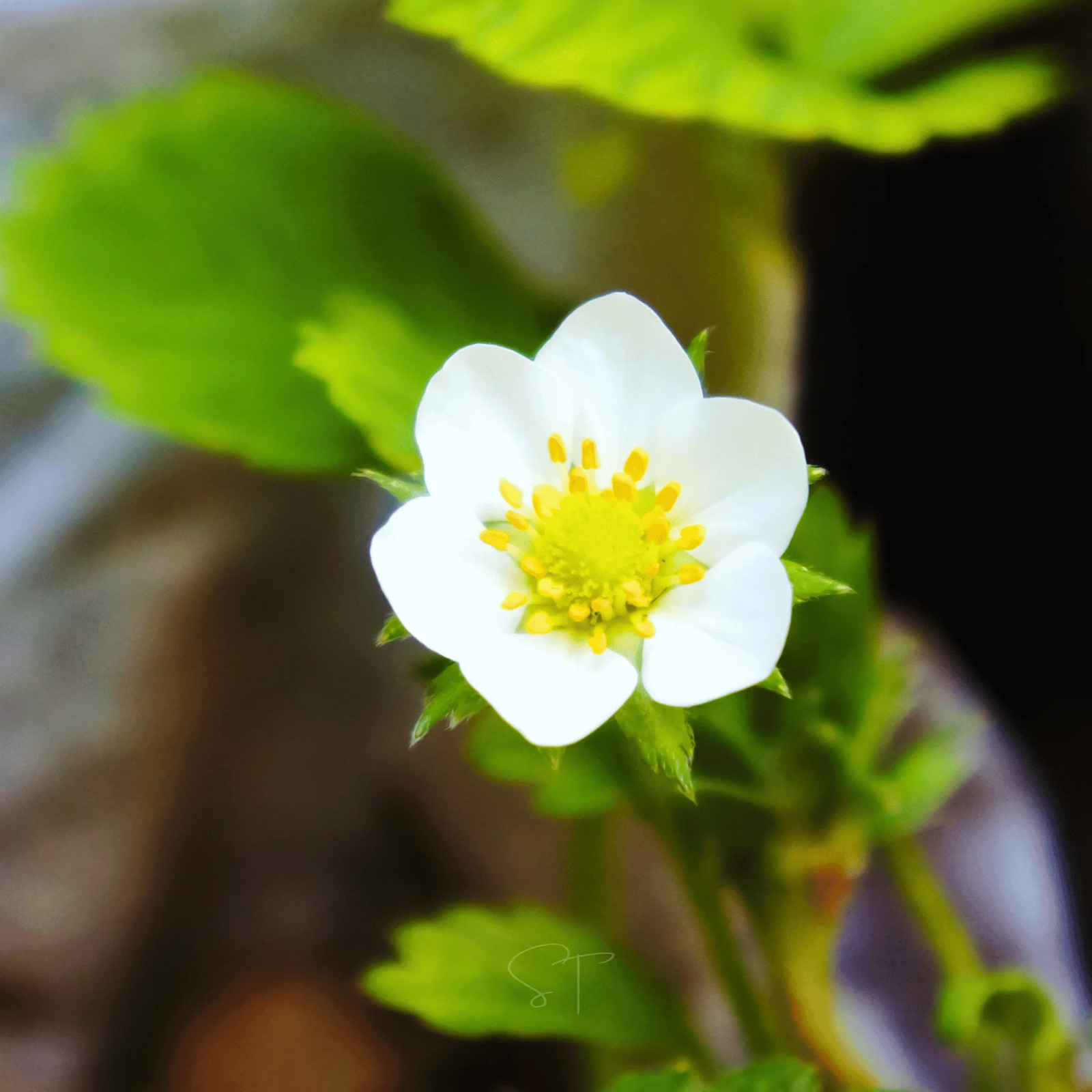White Soul Strawberry – 100 Seeds