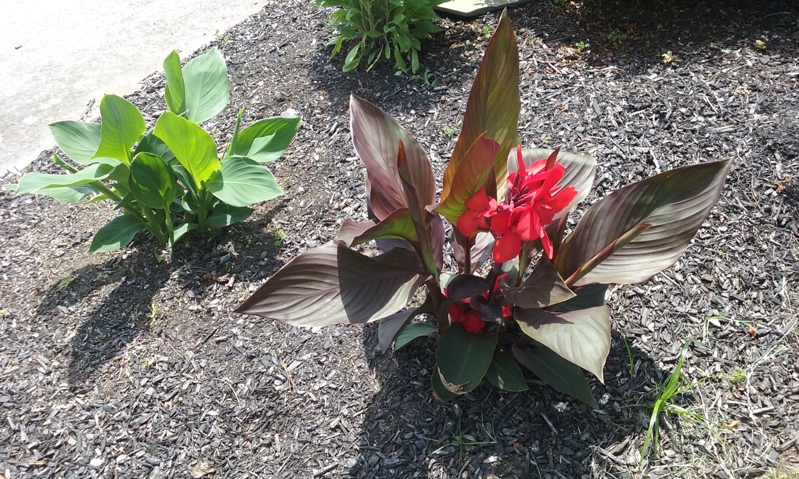 25 Canna Lily Seeds -Connova -Red Flwr -Bronze Leaf -4-6 ft tall Free Ship